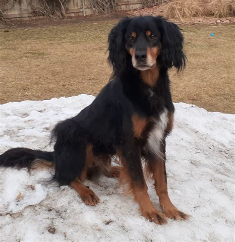 org/ FIND_A_HOME_ Page · Non-profit organisation gordonsetter. . Gordon setter rescue wisconsin